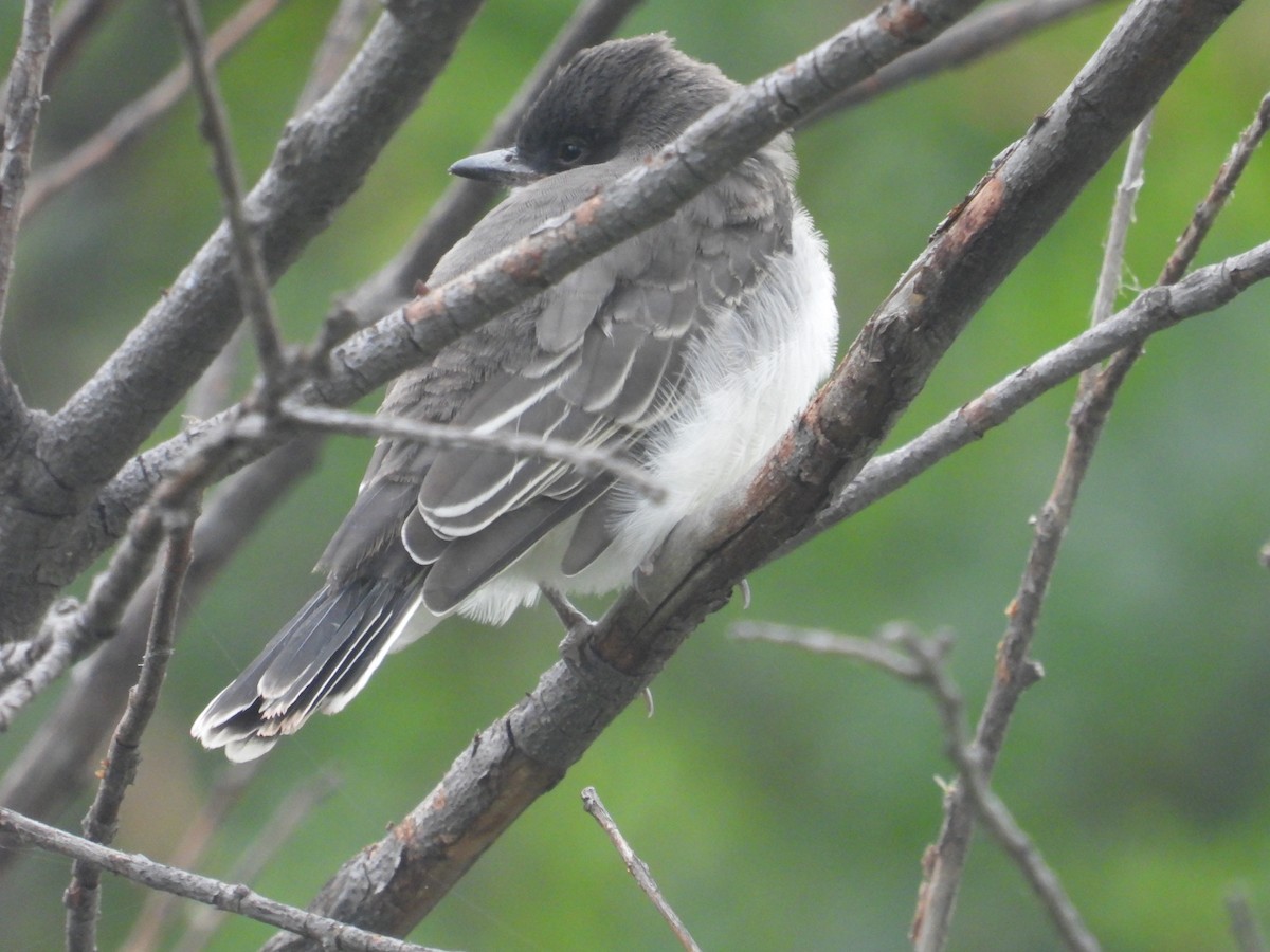 Eastern Kingbird - Vince Hiebert