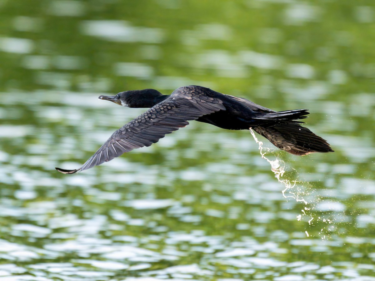 Indian Cormorant - ML622805009