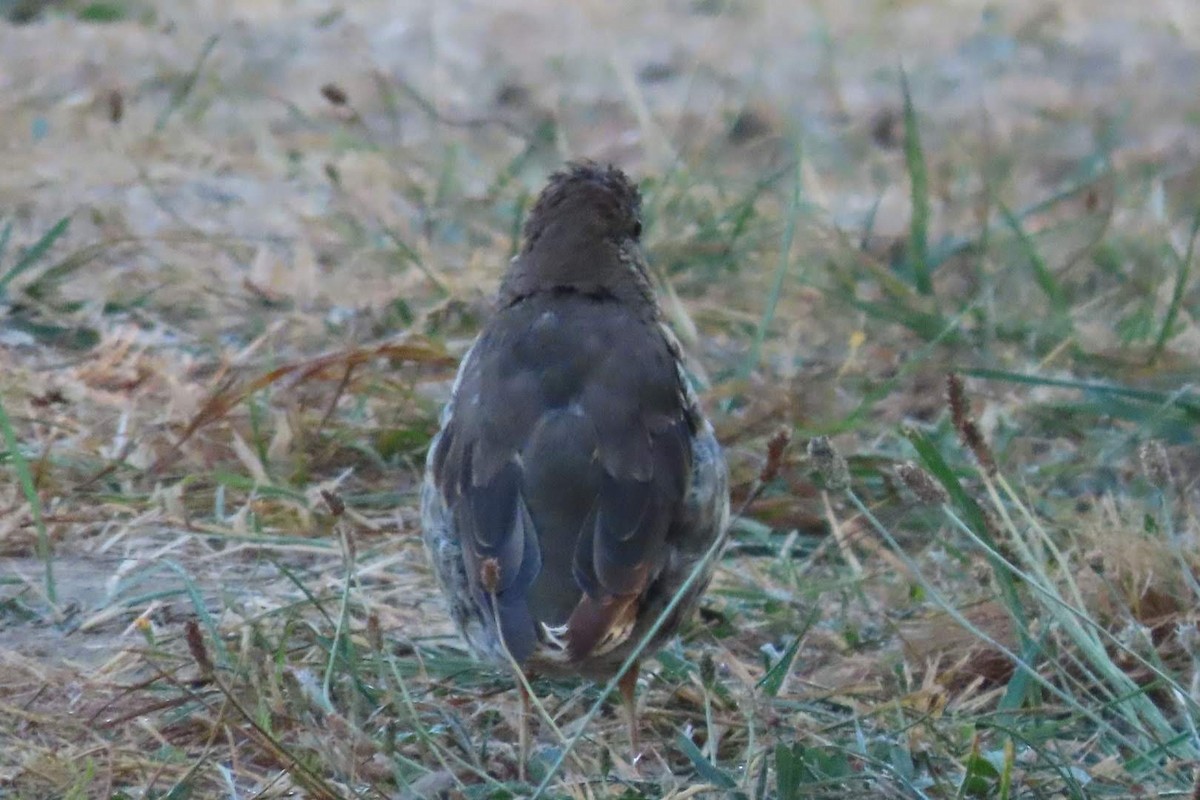 Song Thrush - ML622805023