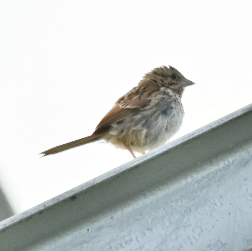 Song Sparrow - ML622805045