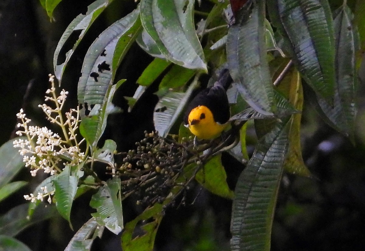 Tangara Negriamarilla - ML622805054