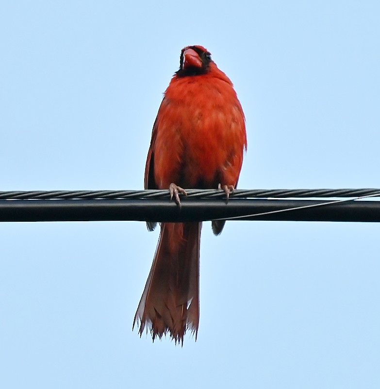 Northern Cardinal - Regis Fortin