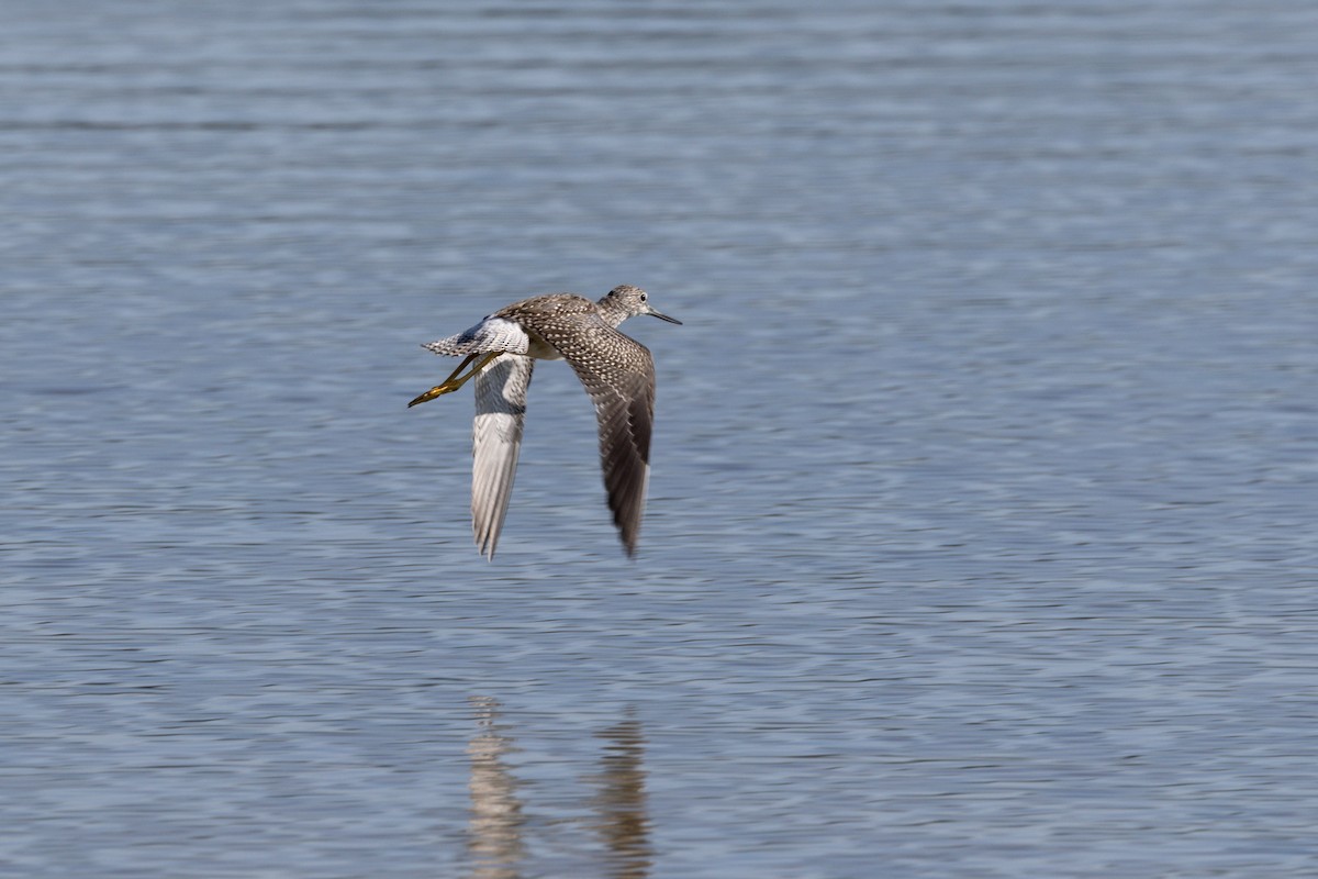 Greater Yellowlegs - Peter Kwiatek