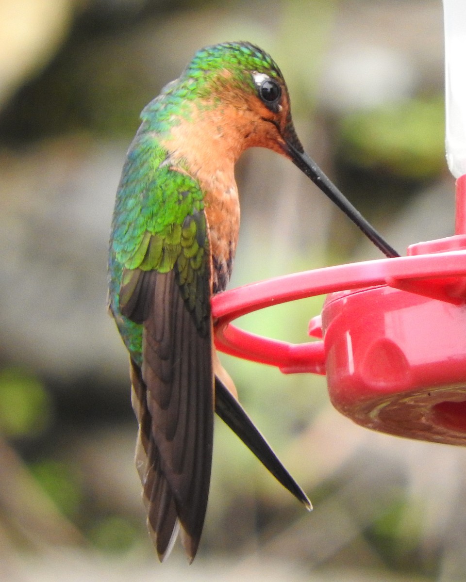 White-tailed Starfrontlet - ML622805072