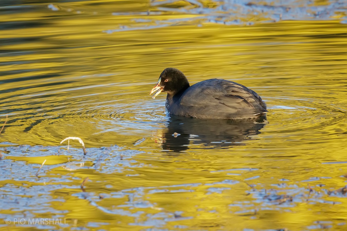 Red-gartered Coot - ML622805080