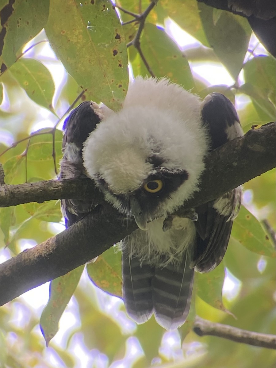 Chouette à lunettes - ML622805126