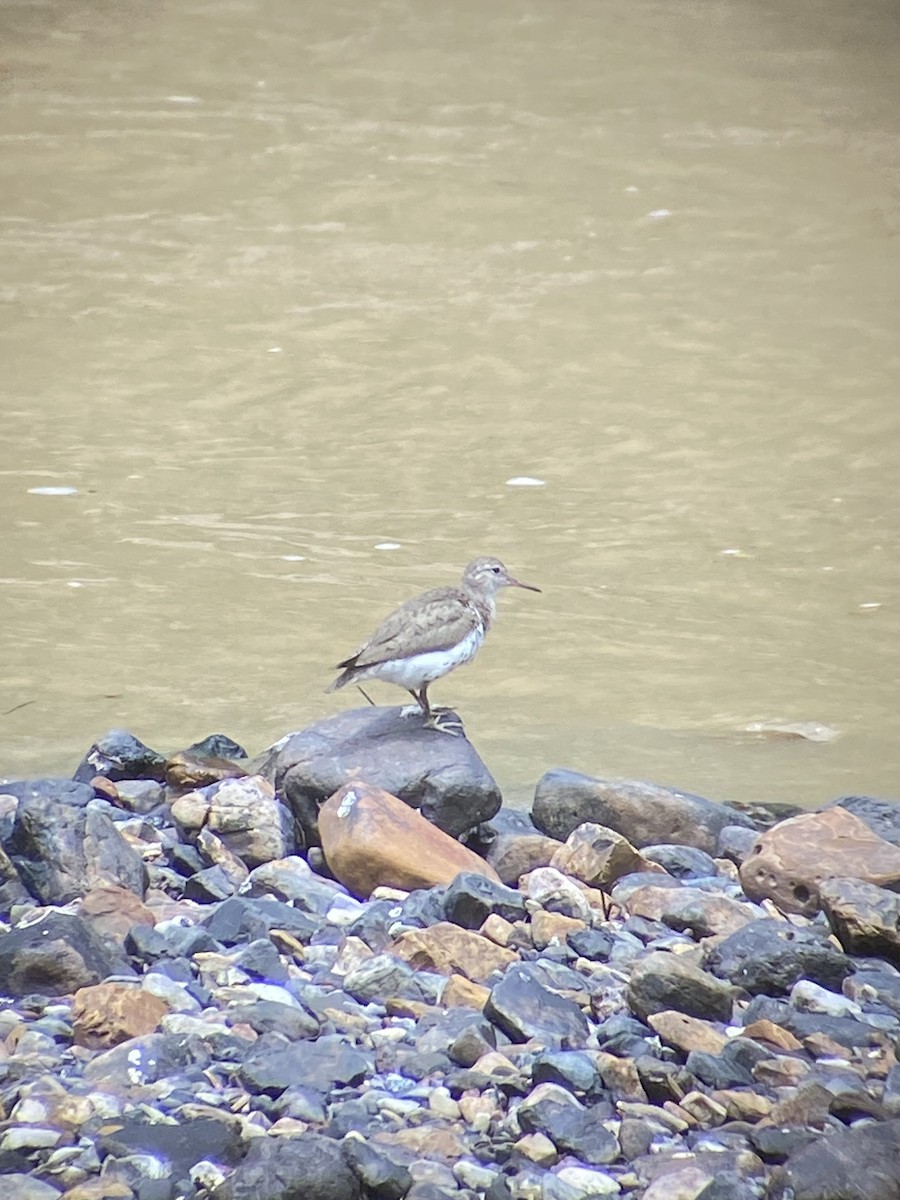 Spotted Sandpiper - Jairo Cheucarama