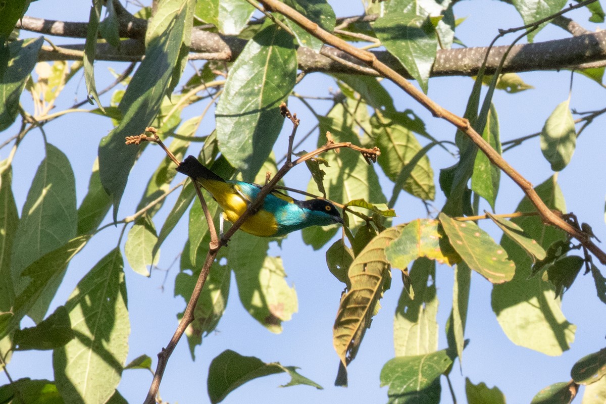 Black-faced Dacnis (Yellow-tufted) - Andre Moncrieff