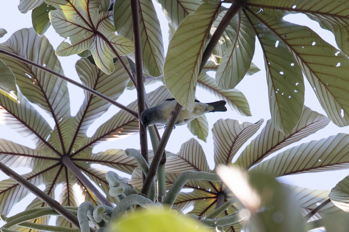 Plain-colored Tanager - Andre Moncrieff