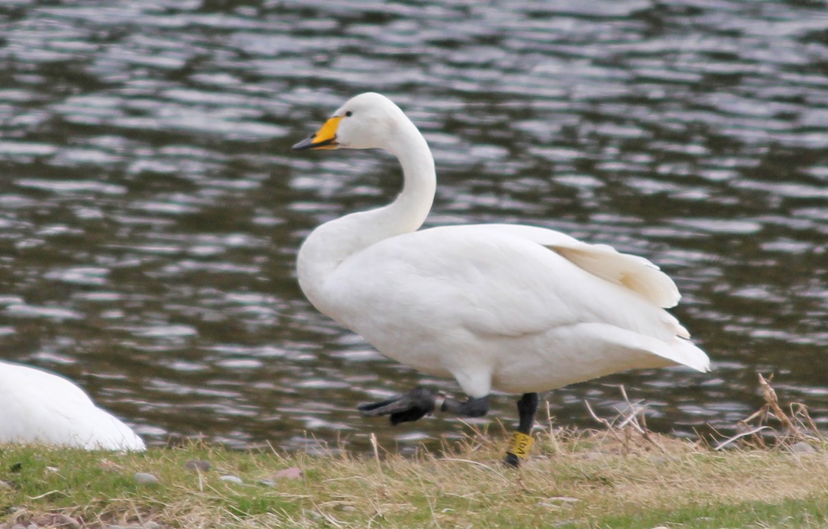 Cigno selvatico - ML622805173