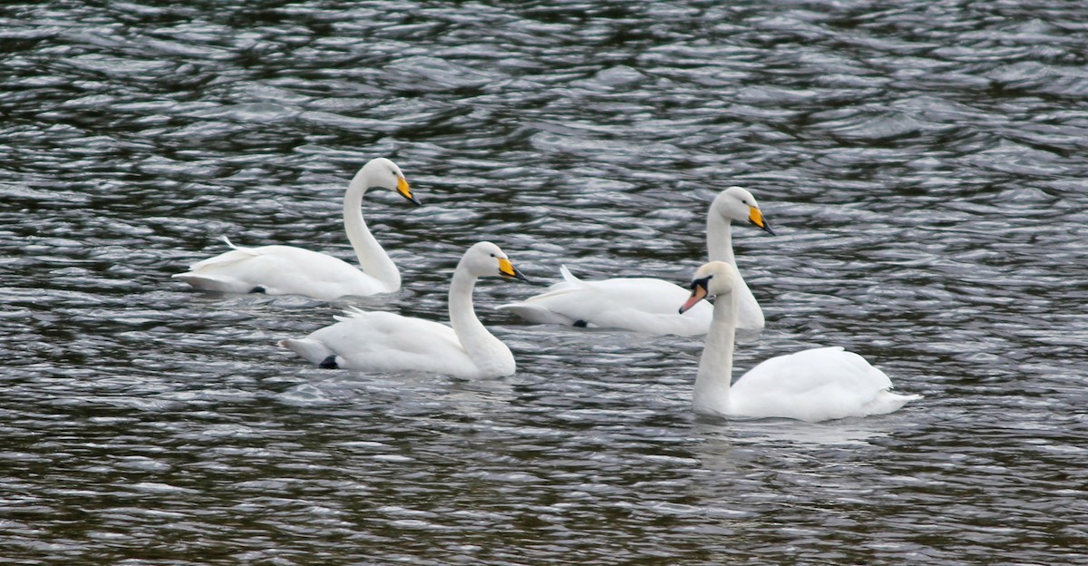 Cigno selvatico - ML622805174