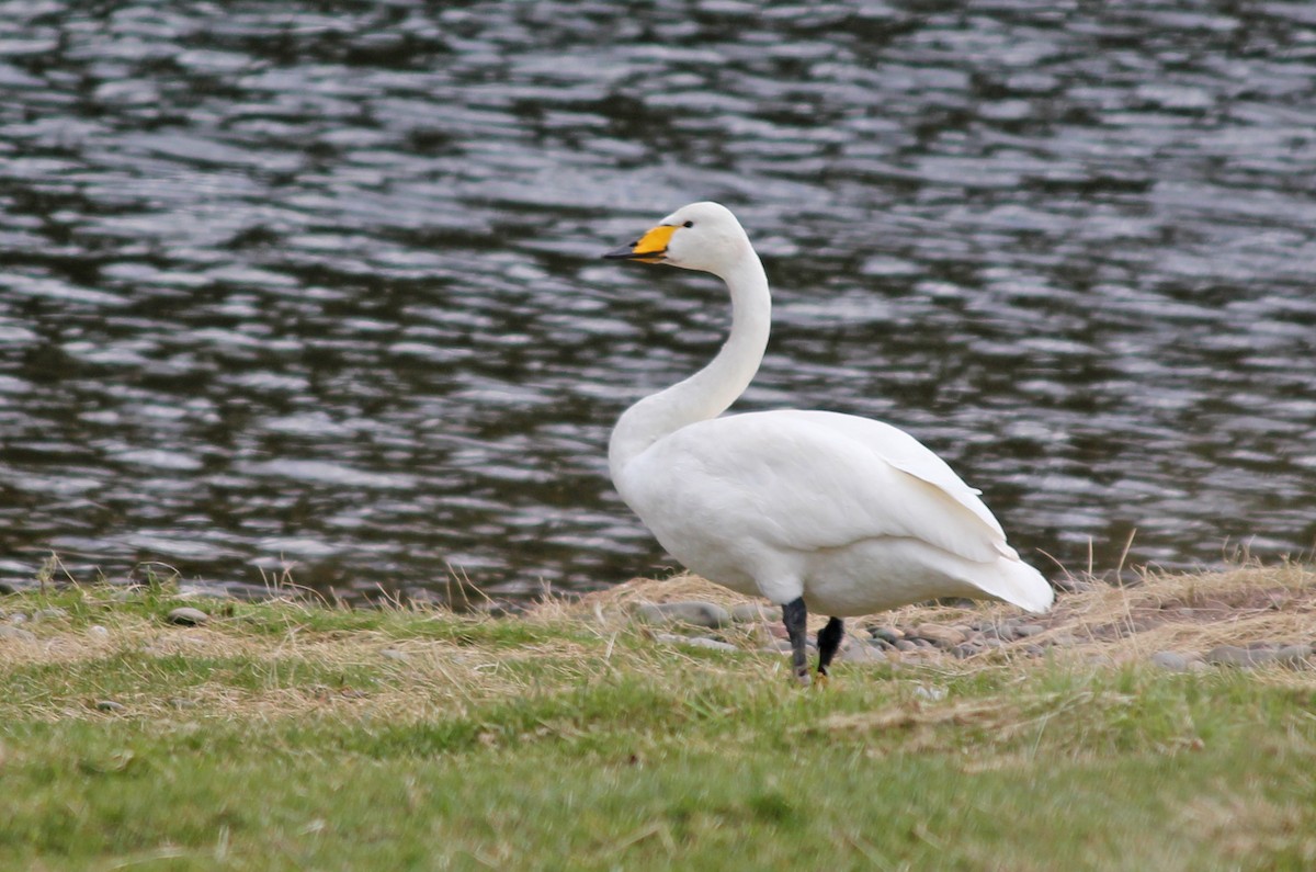 Whooper Swan - Jonathan Farooqi