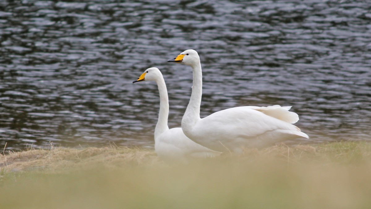 Whooper Swan - ML622805176