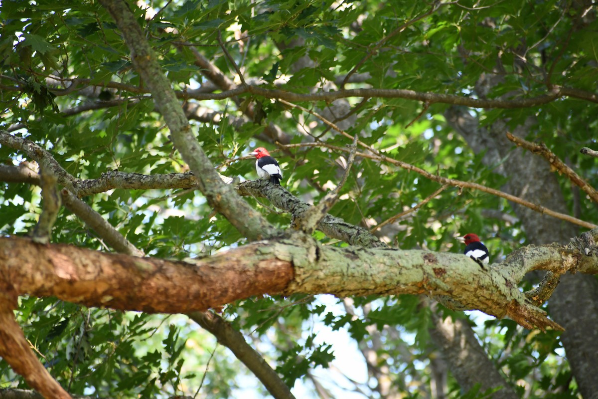 Red-headed Woodpecker - ML622805220