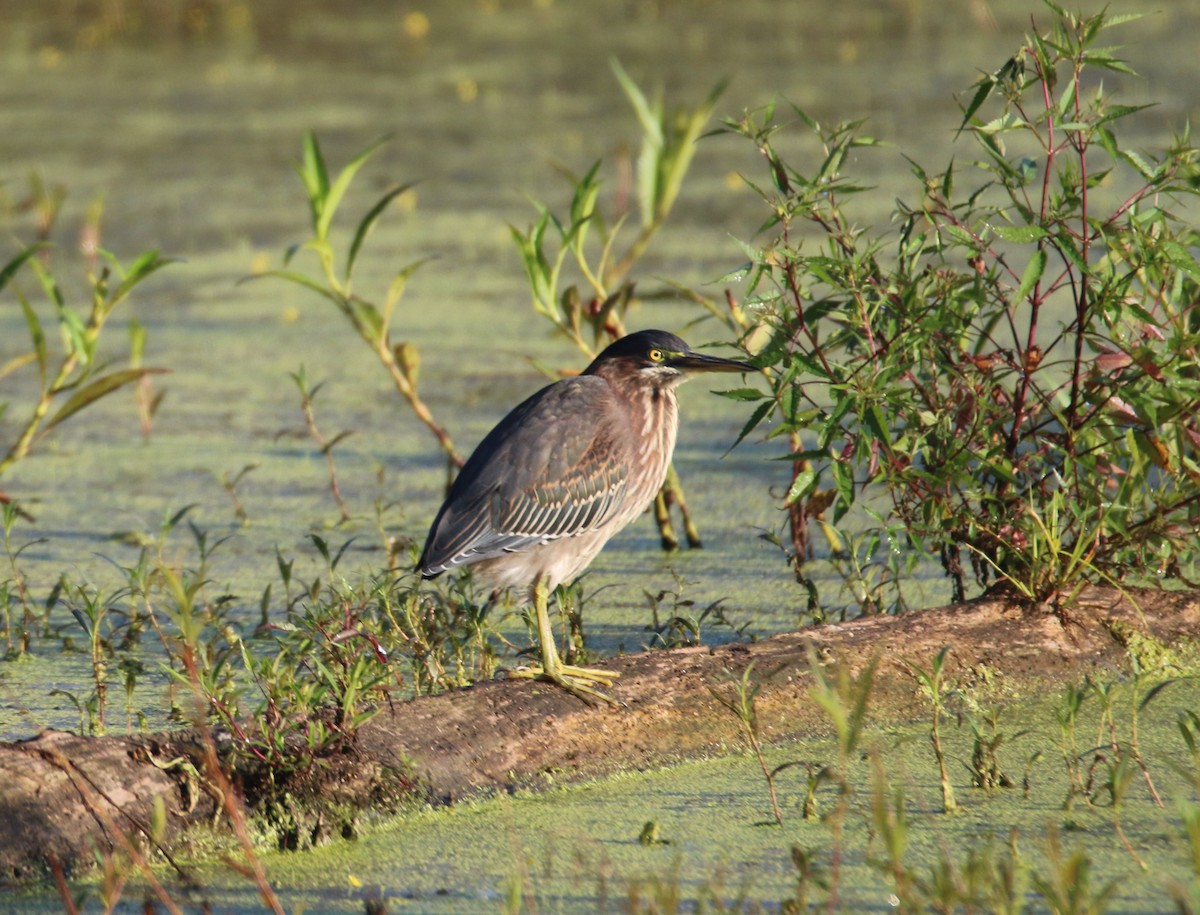 Зеленоспинная цапля - ML622805241