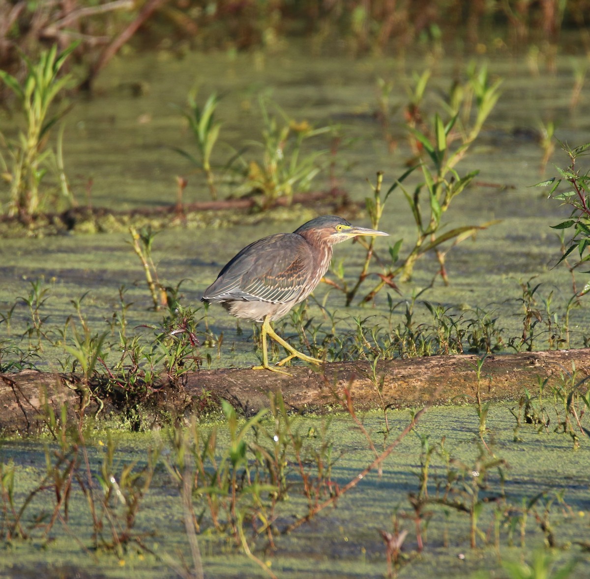 Зеленоспинная цапля - ML622805242