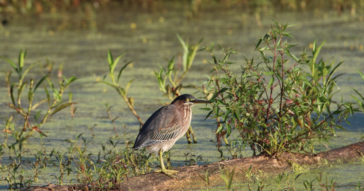 Green Heron - ML622805243