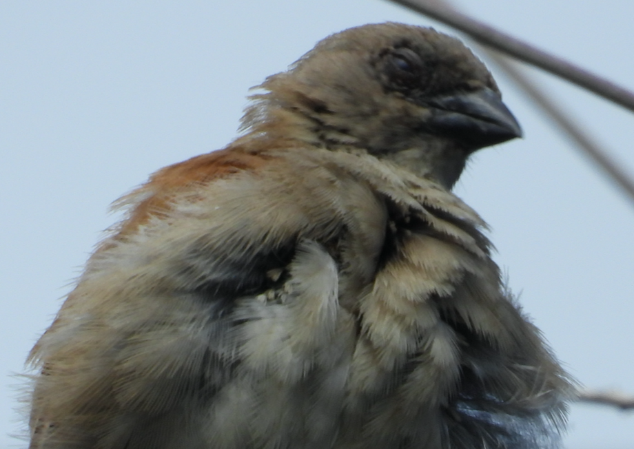 Northern Gray-headed Sparrow - Stephen Dunstan