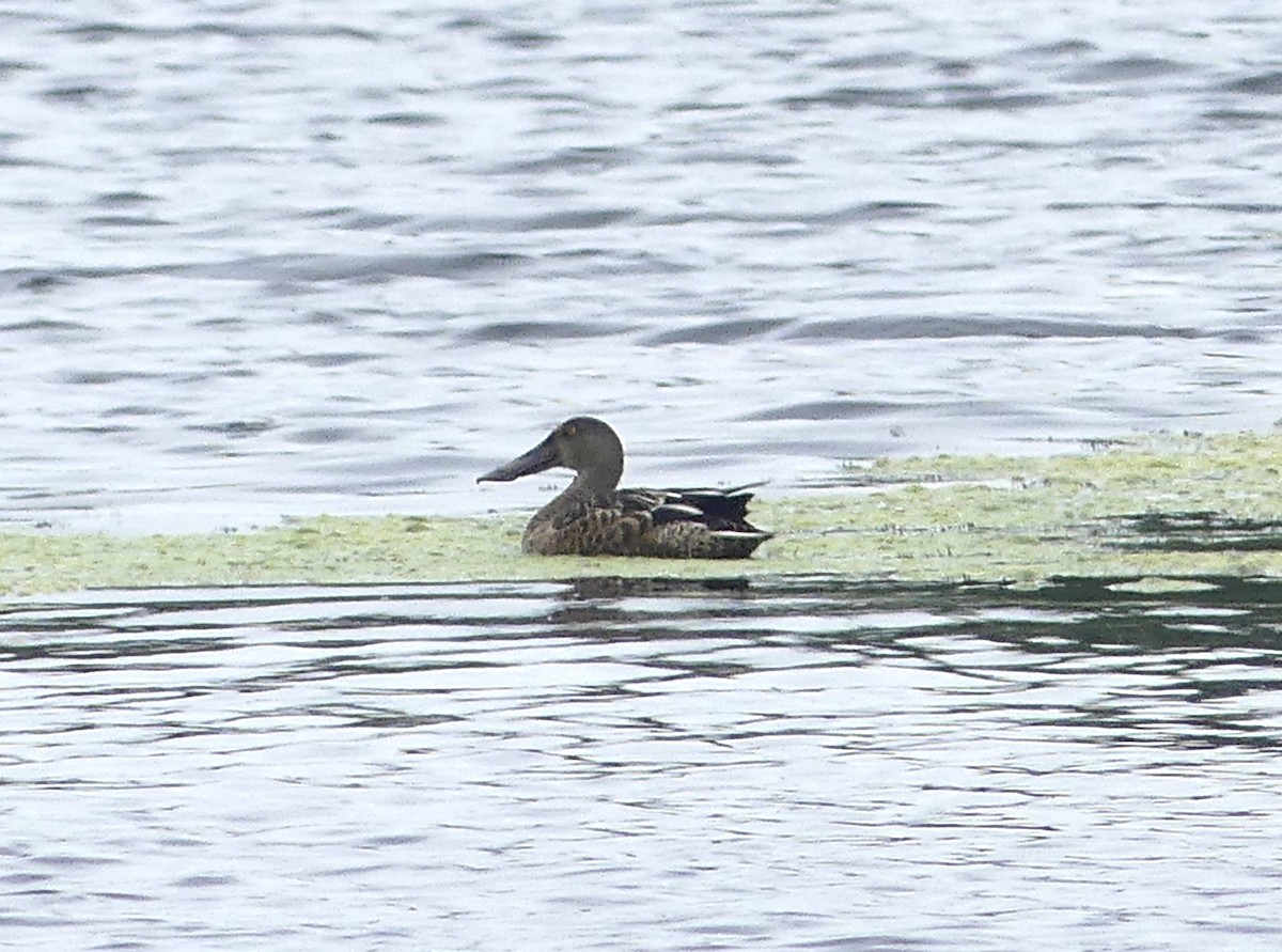 Northern Shoveler - ML622805379