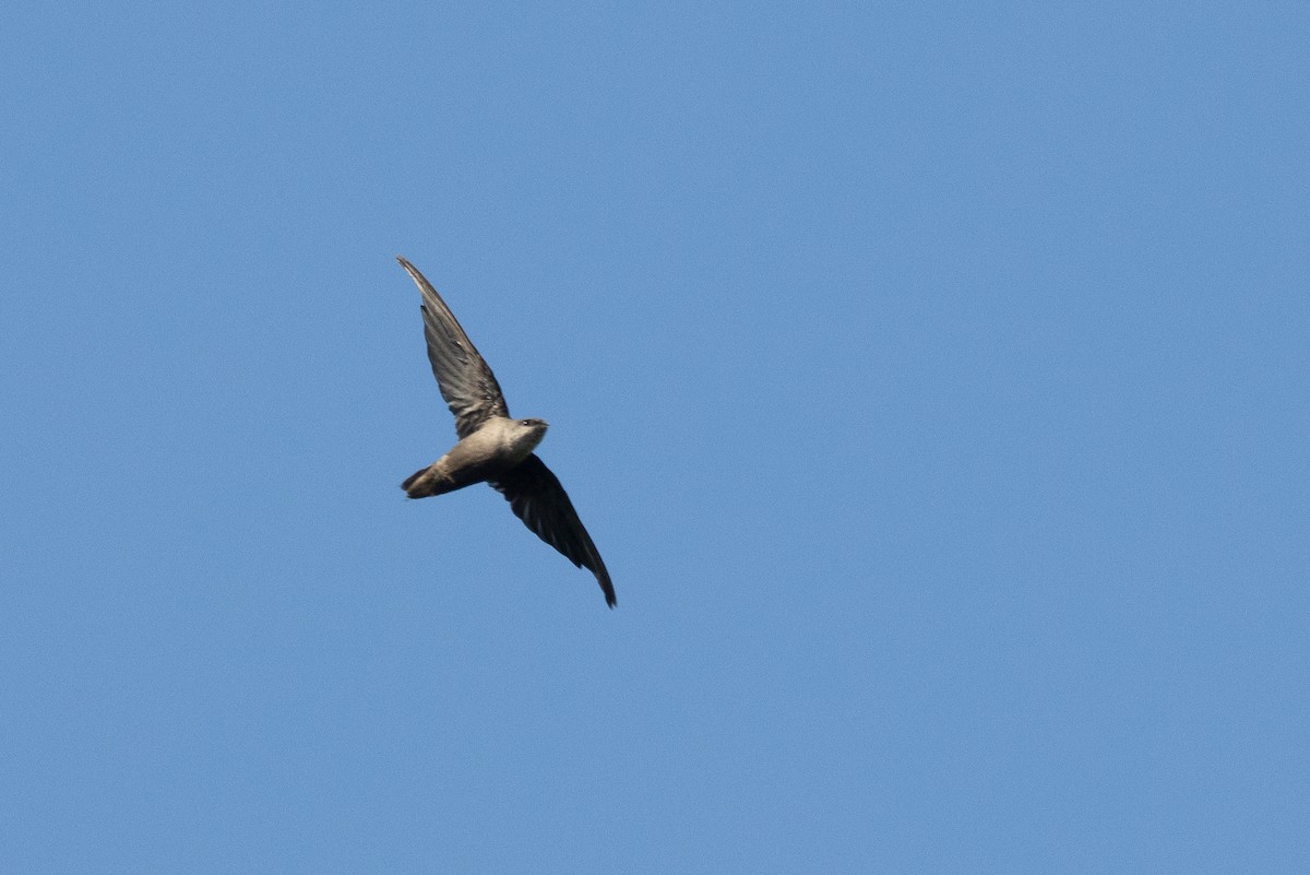 Chimney Swift - ML622805394