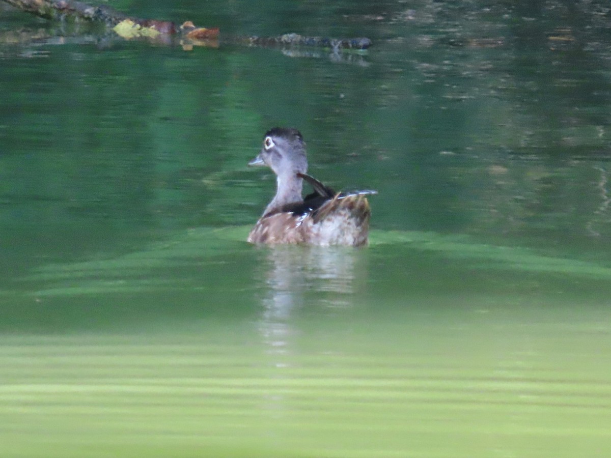 Wood Duck - ML622805405