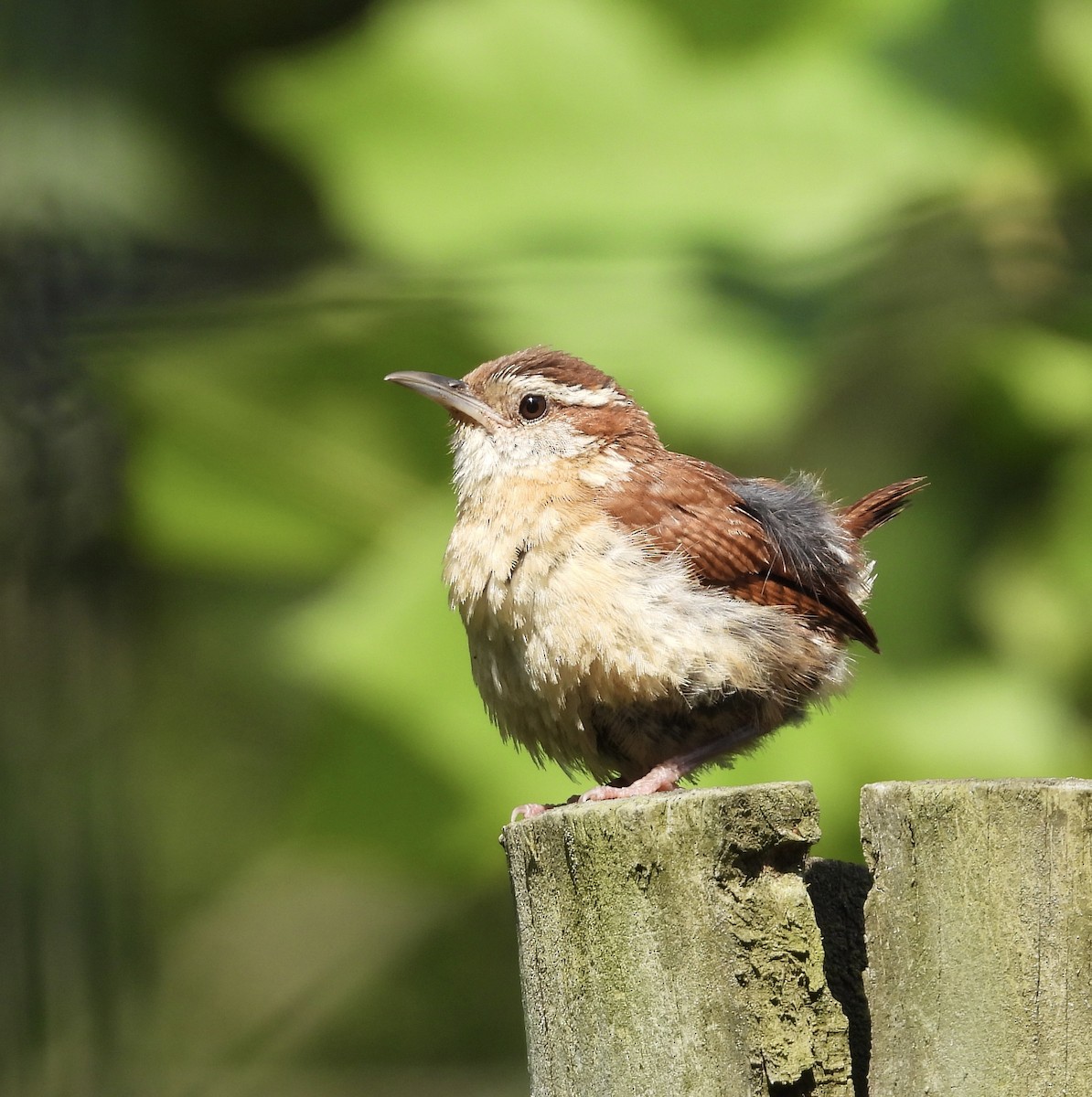 Carolina Wren - Stella Miller