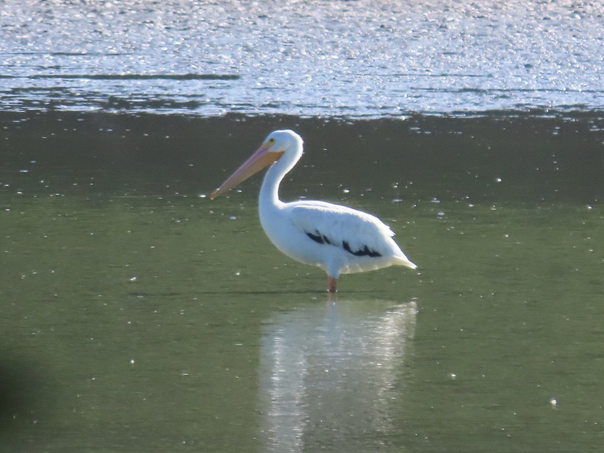American White Pelican - ML622805412