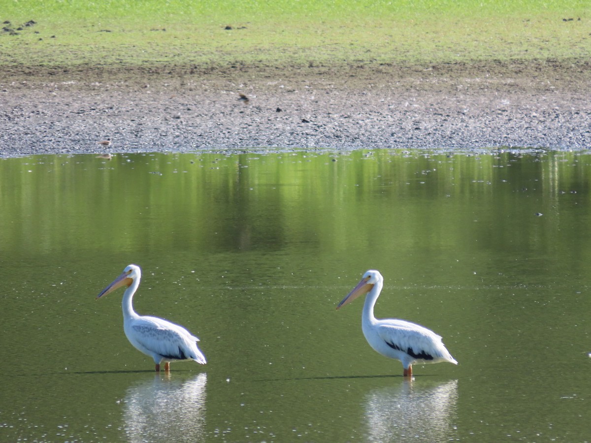 American White Pelican - ML622805413