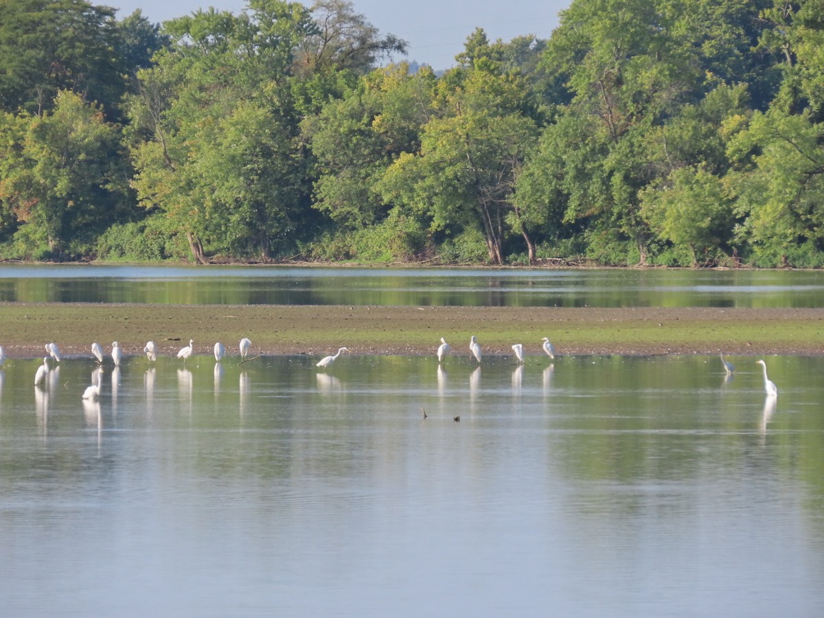 Great Egret - ML622805417