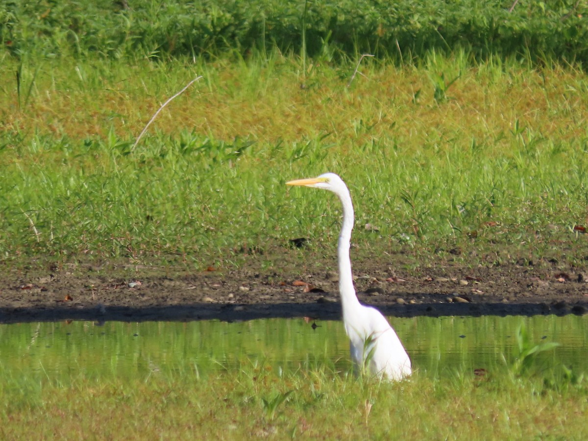 Great Egret - ML622805418