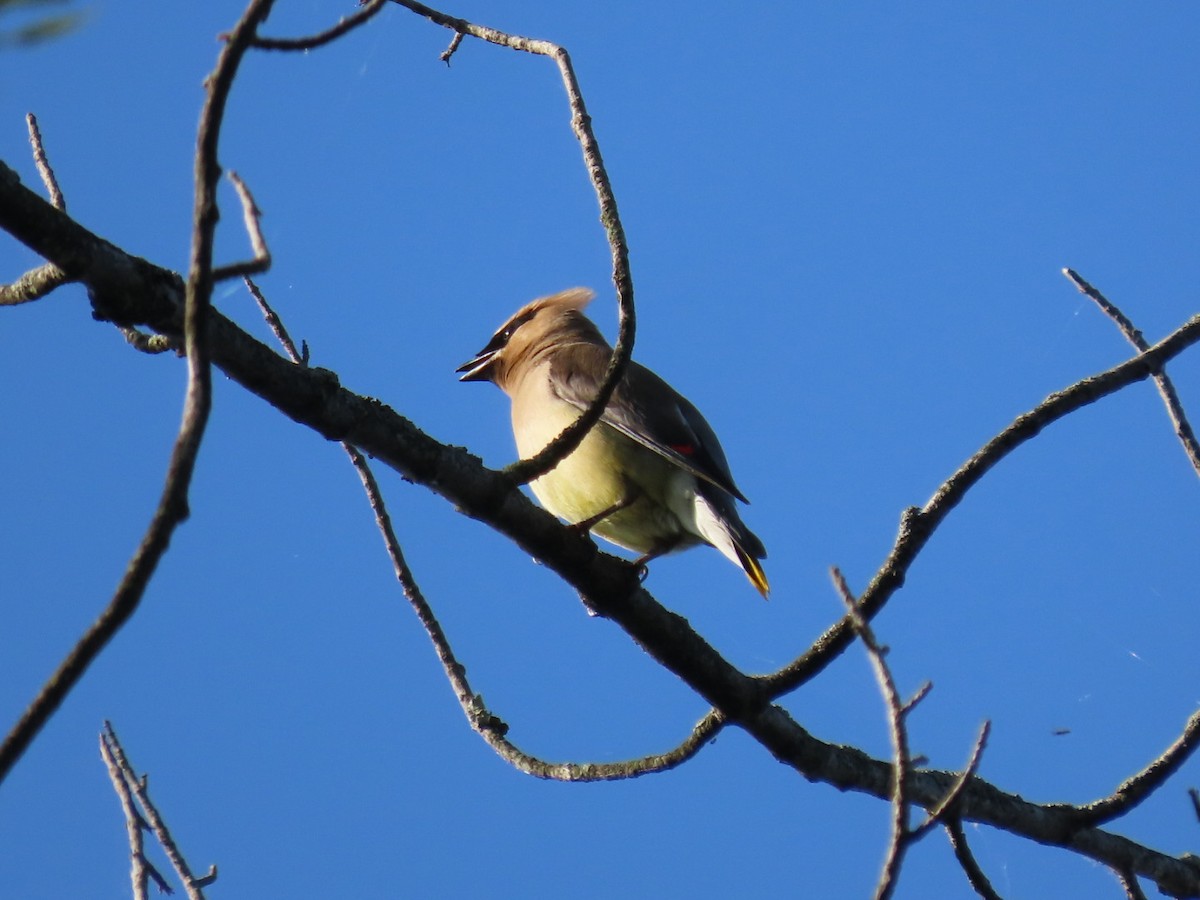 Cedar Waxwing - ML622805432