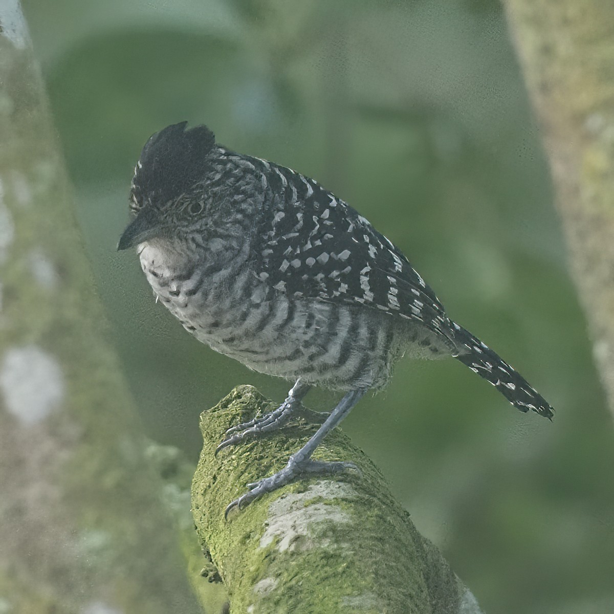 Barred Antshrike - Milton Paul