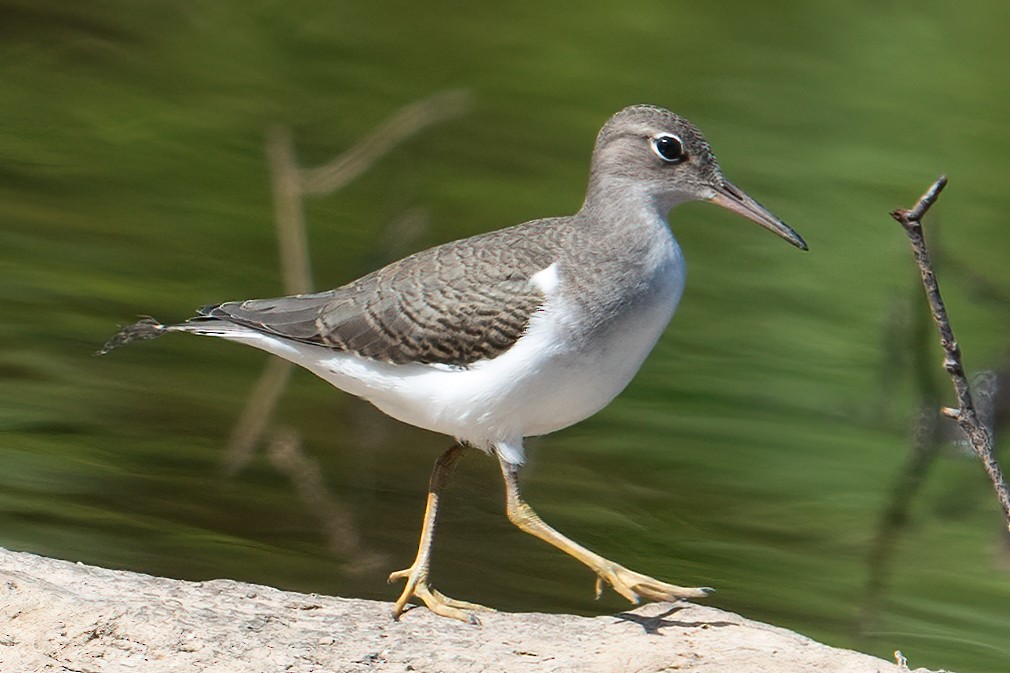 Spotted Sandpiper - ML622805454