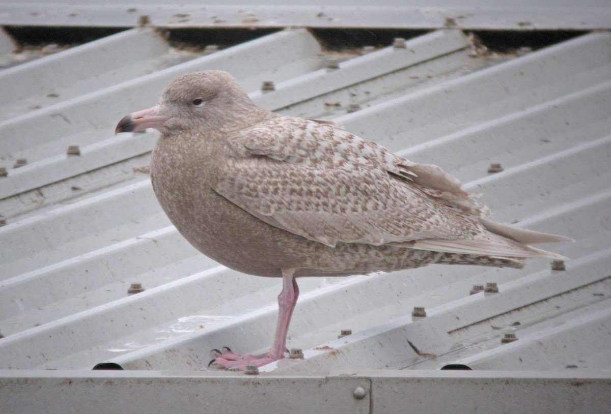 Glaucous Gull - Jonathan Farooqi