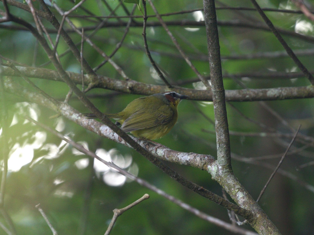 Chestnut-capped Warbler - ML622805470