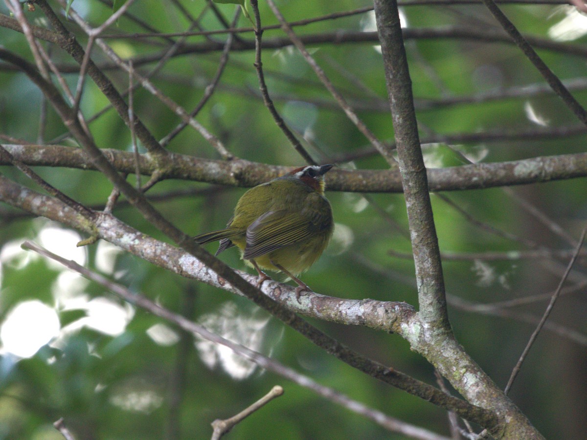 Chestnut-capped Warbler - ML622805471