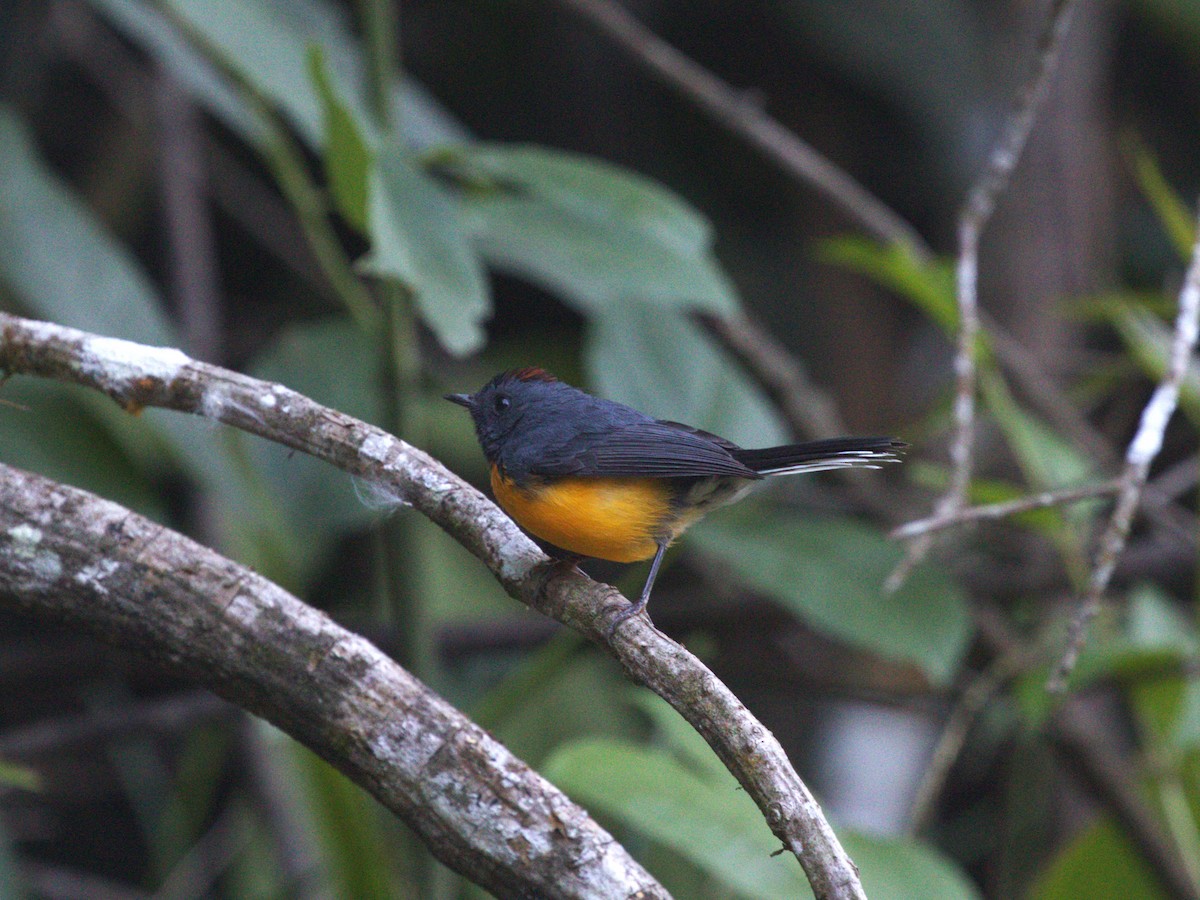 Slate-throated Redstart - Menachem Goldstein