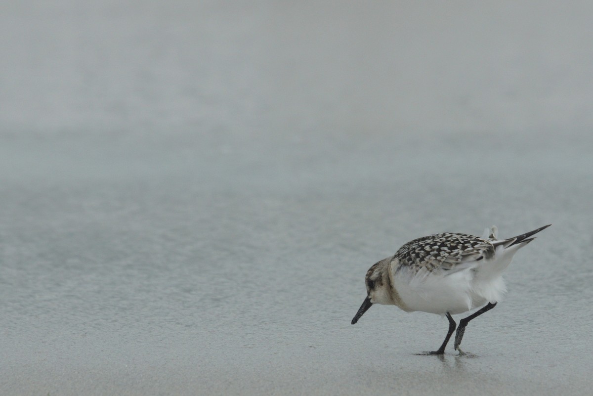 Sanderling - Mike Pennington