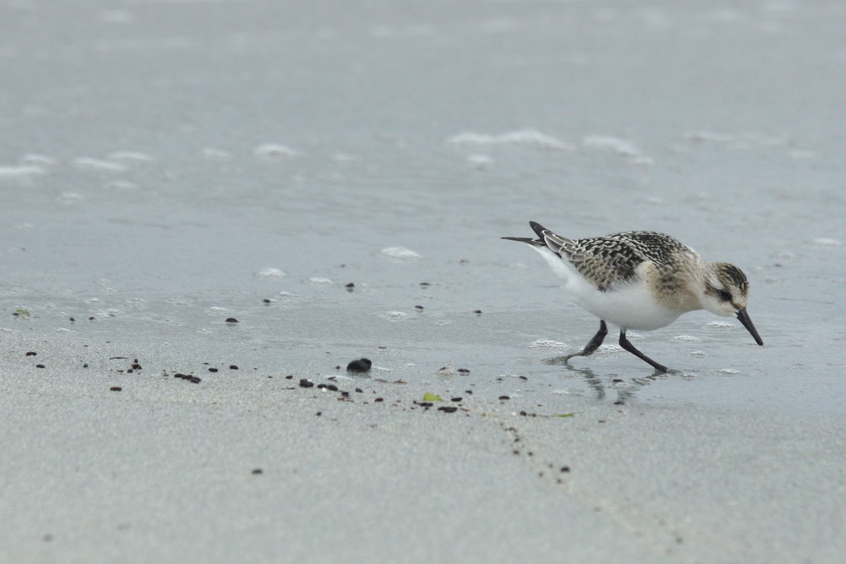 Sanderling - Mike Pennington