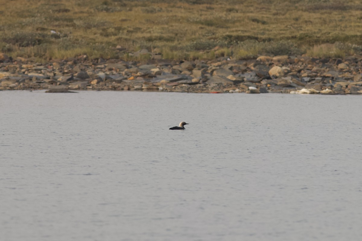 Pacific Loon - ML622805490