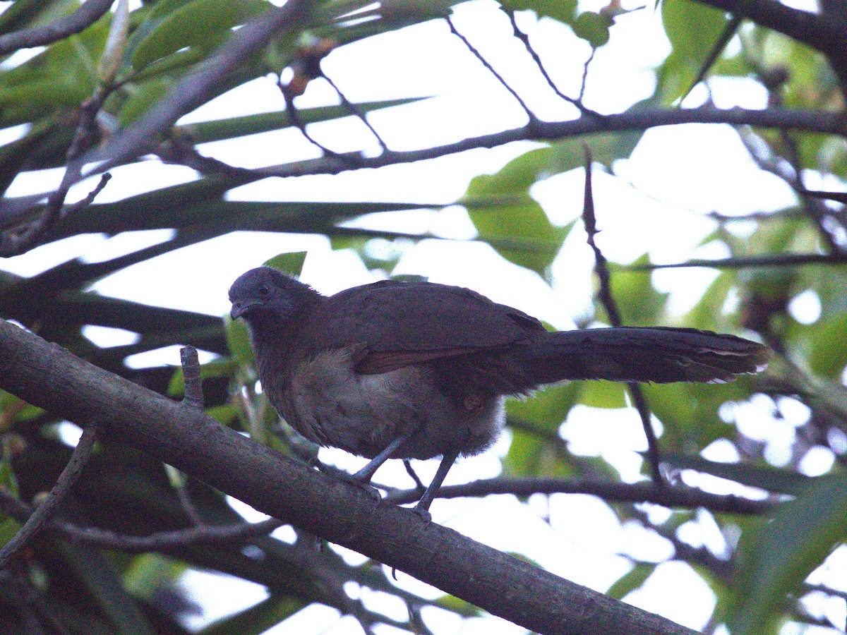 Gray-headed Chachalaca - ML622805497