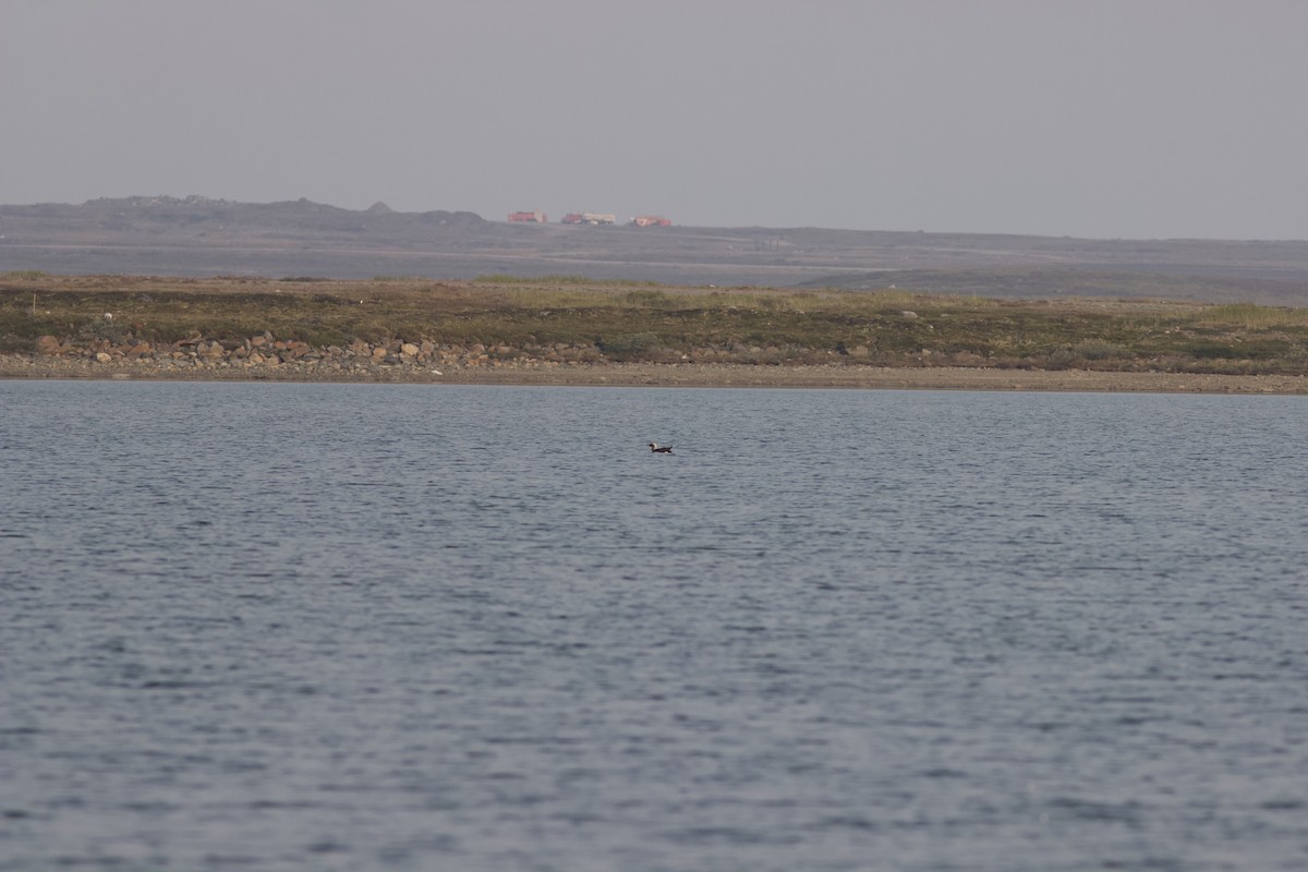 Pacific Loon - ML622805500