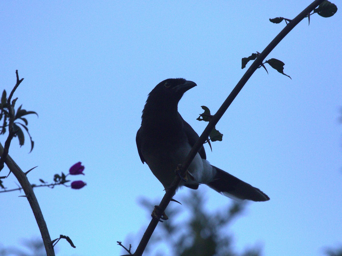 Brown Jay - ML622805503