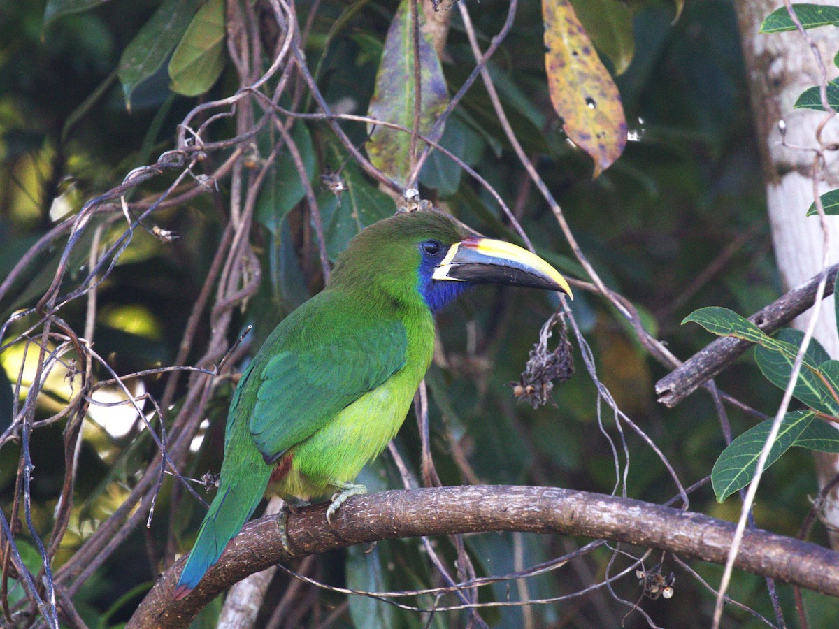 Northern Emerald-Toucanet - ML622805508