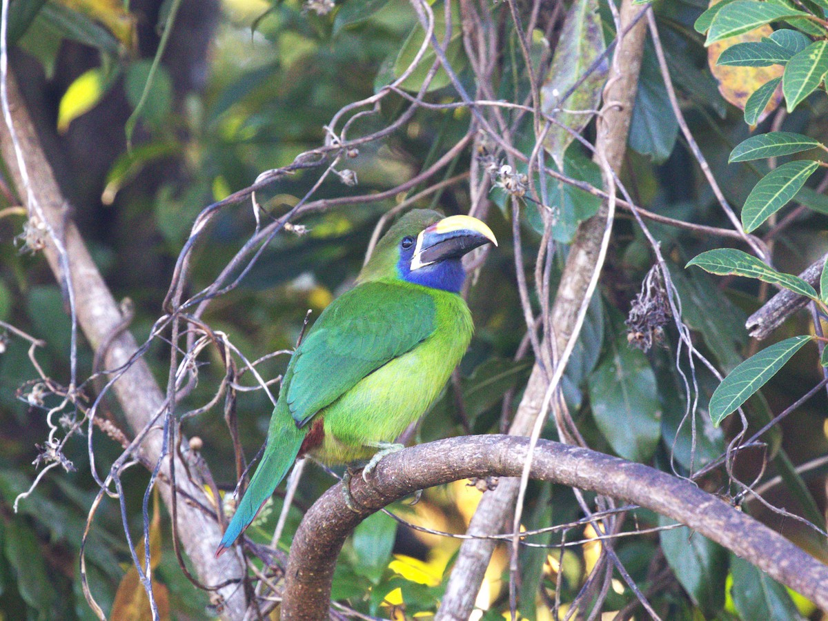 Northern Emerald-Toucanet - ML622805509