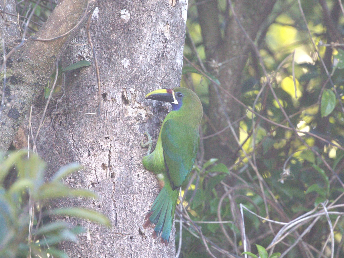 Northern Emerald-Toucanet - ML622805510