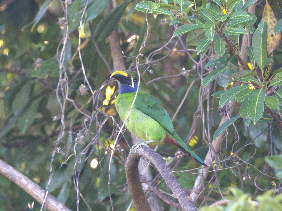 Northern Emerald-Toucanet - ML622805511