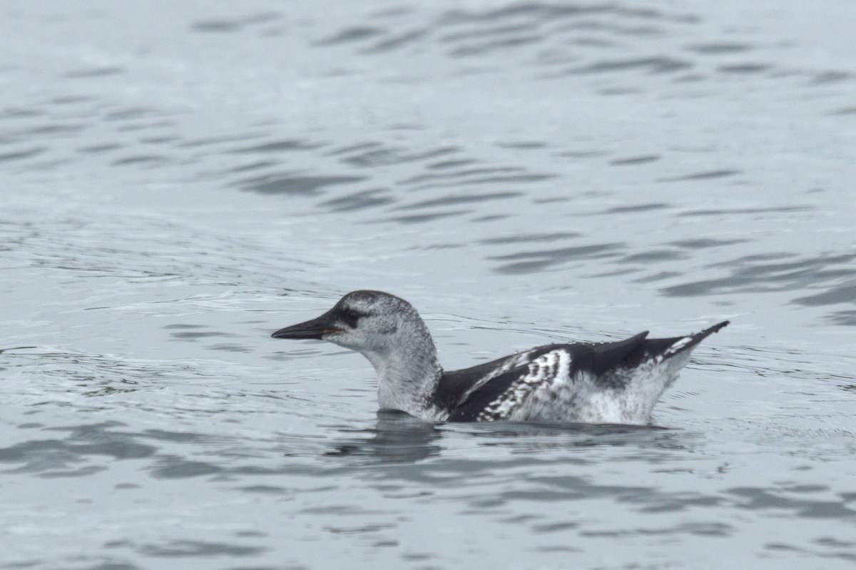 Black Guillemot - ML622805512