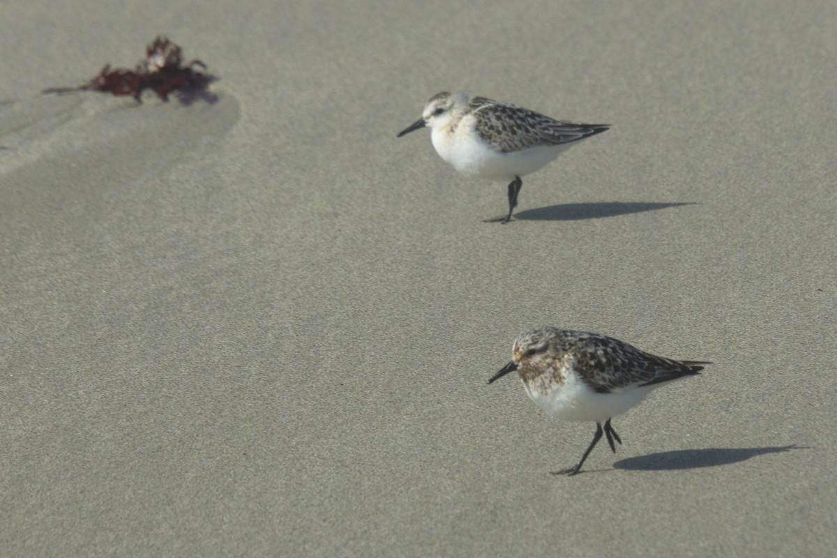 Sanderling - ML622805518