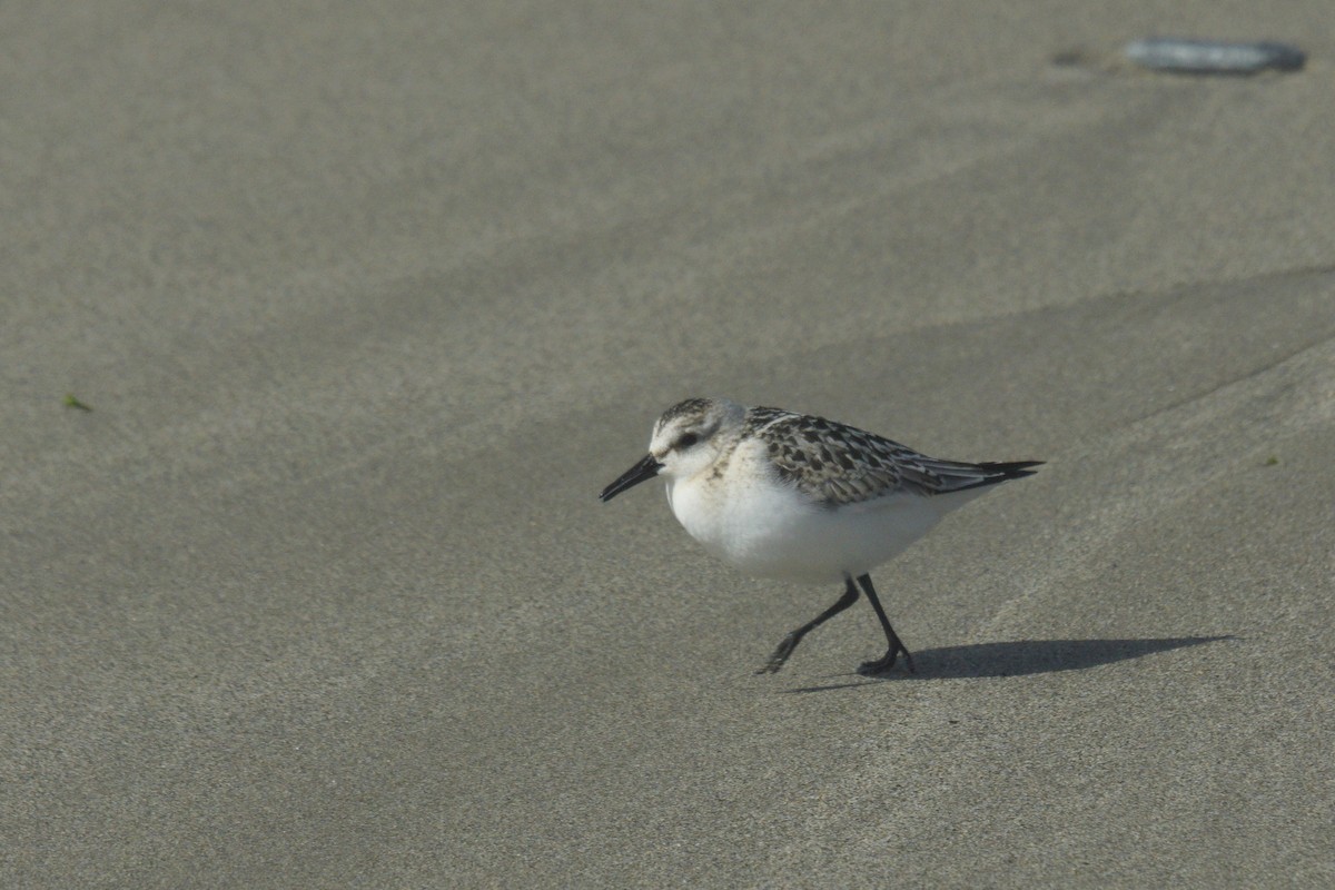 Sanderling - Mike Pennington